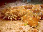 Wobbegon